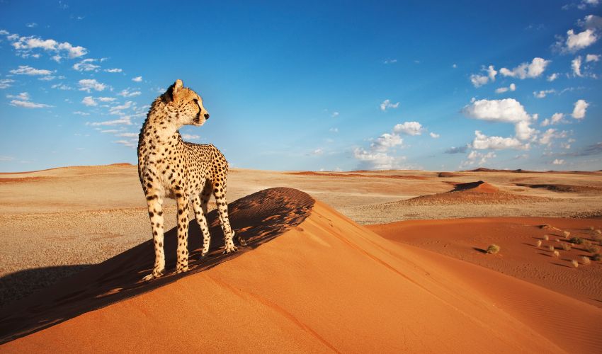 A cheetah stands atop a golden sand dune in Namibia, scanning the horizon with its keen eyes.