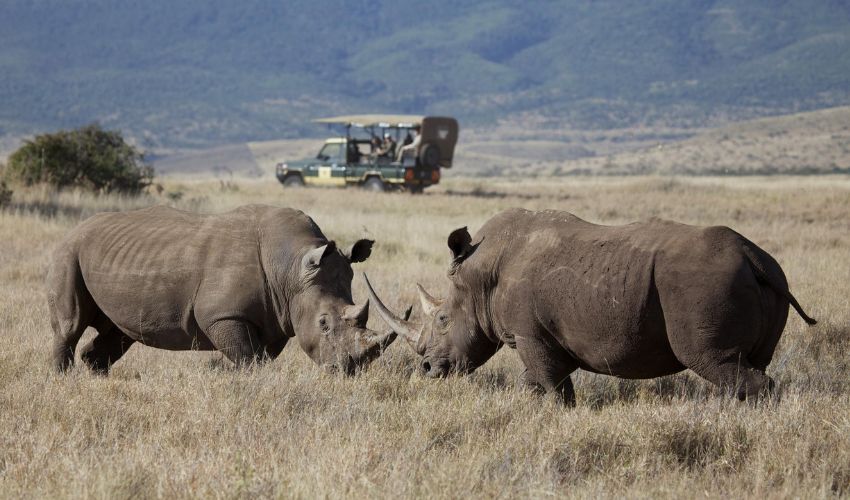 Two white rhinos lock horns on the open plains of Kenya’s Lewa Wildlife Conservancy, with a luxury safari vehicle observing from a distance against a backdrop of rolling hills.