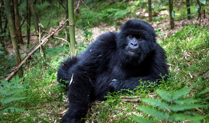 Bisate Lodge Gorilla Trek
