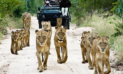 Game Drive at Sabi Sabi