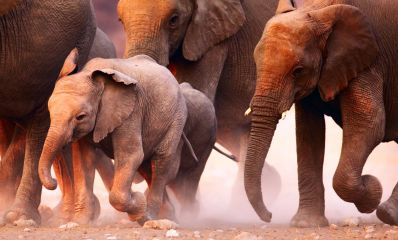 Elephant Herd with an elephant calf.