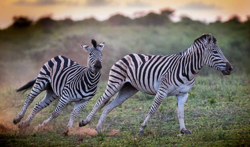 Two zebras gallop across the open plains of Kapama Private Game Reserve, their black and white stripes striking against the green landscape.