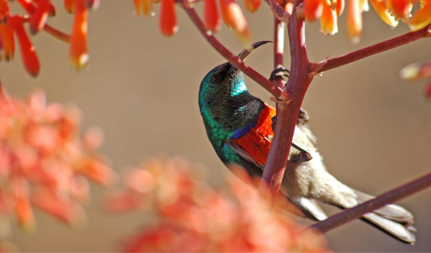 A unique coastal birding hotspot