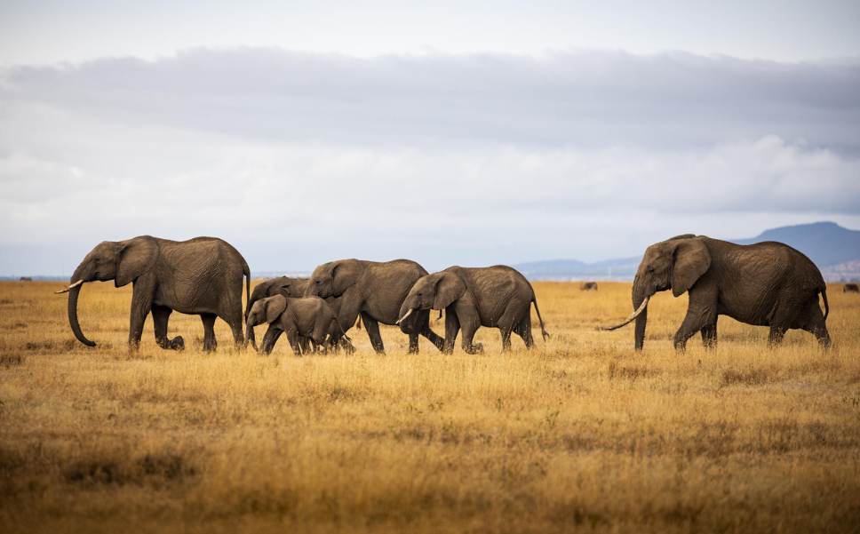 Elephant herd on the African savanna, with calves and adults moving through the golden plains of Kenya’s Laikipia Plateau.