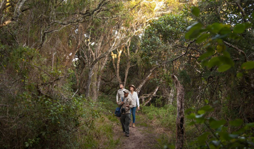 Best way to explore the hidden trails of the forest - on a Guided Walk