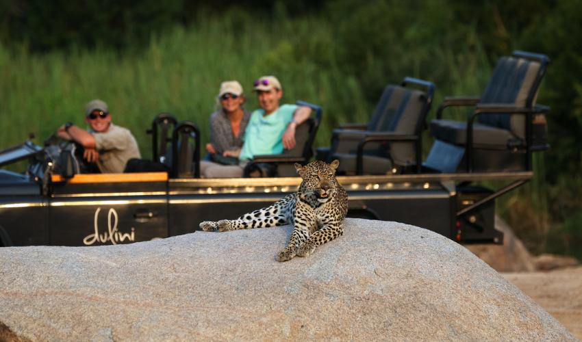 Guests on a game drive spot a leopard resting on a rock.