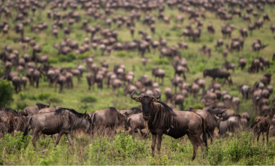 Wildebeest Migration