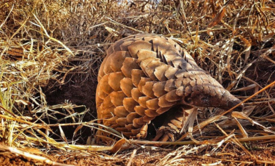 Pangolin