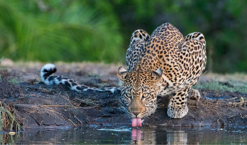 Leopard drinking from a watering hole.